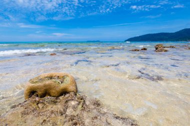Mercan tropikal Tioman Adası Malezya ile manzara. Güney Doğu Asya Tekek Plajı'nın güzel deniz manzarası.