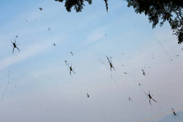 Arañas Web Isla Penang Malasia Hermosa Fauna Del Sudeste Asiático — Foto de Stock