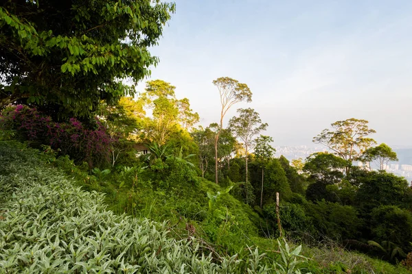 ペナン マレーシアのペナン島の丘からの風景します 東南アジアの美しいパノラマ — ストック写真