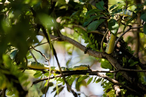 Schlangentempel Auf Der Insel Penang Malaysia Gefährliche Fauna Südostasiens — Stockfoto