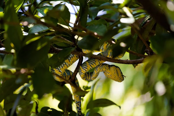 Tempio Dei Serpenti Sull Isola Penang Malesia Fauna Pericolosa Del — Foto Stock