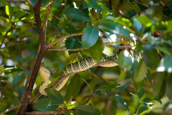 Schlangentempel Auf Der Insel Penang Malaysia Gefährliche Fauna Südostasiens — Stockfoto