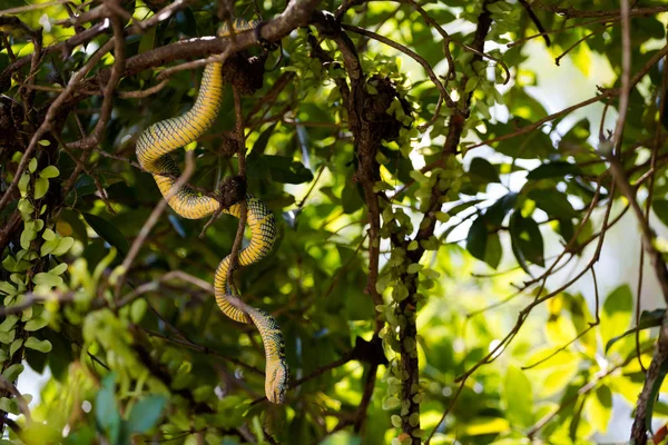 Templo Serpiente Isla Penang Malasia Fauna Peligrosa Del Sudeste Asiático —  Fotos de Stock