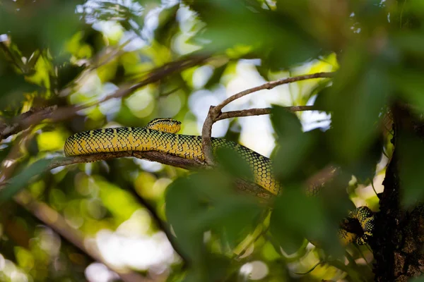 Hadí Chrám Ostrově Penang Malajsii Nebezpečných Živočichů Jihovýchodní Asie — Stock fotografie