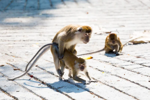 Monkeys Having Sex Waterfall Hilltop Arulmigu Balathandayuthapani Temple Penang Island — Stock Photo, Image