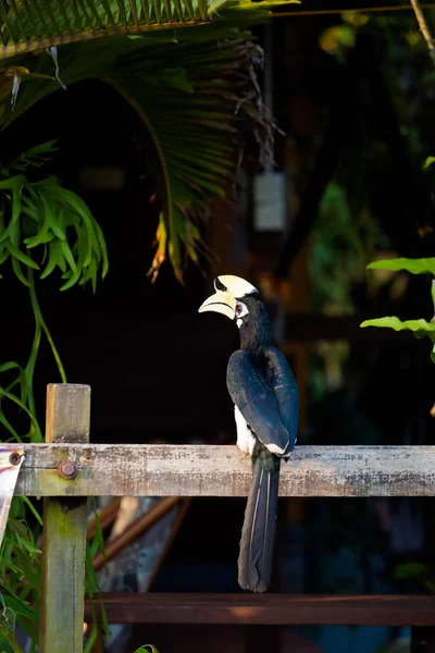 Beautiful parrot hornbill feeding on Pangkor island in Malaysia. Wildlife bird in south east Asia.