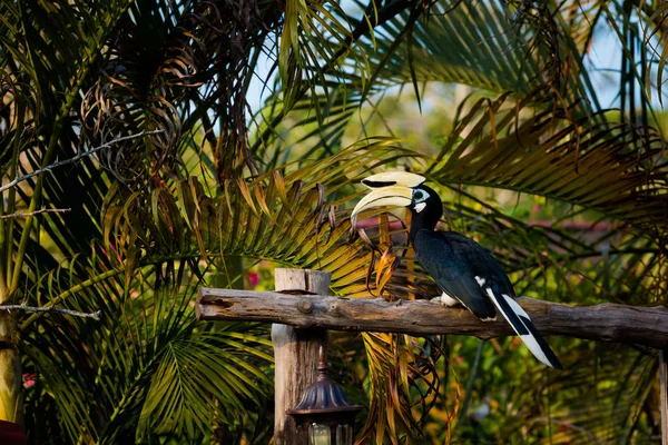 Beautiful parrot hornbill feeding on Pangkor island in Malaysia. Wildlife bird in south east Asia.