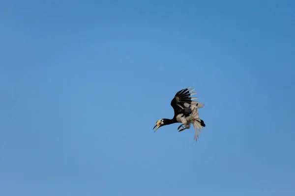Belo Papagaio Hornbill Alimentando Ilha Pangkor Malásia Aves Selvagens Sudeste — Fotografia de Stock