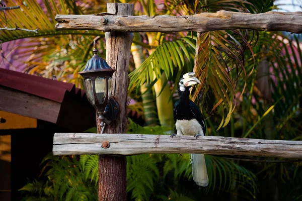 Hermoso Papagayo Que Alimenta Isla Pangkor Malasia Aves Silvestres Sudeste —  Fotos de Stock