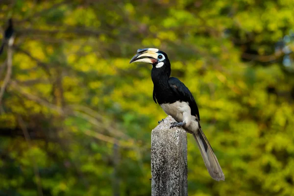 Hornbill Piękne Papuga Karmienia Wyspie Pangkor Malezji Dzikich Ptaków Azji — Zdjęcie stockowe