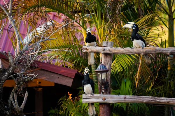 Krásný Papoušek Zoborožce Krmení Ostrově Malajsii Wildlife Pták Jihovýchodní Asii — Stock fotografie