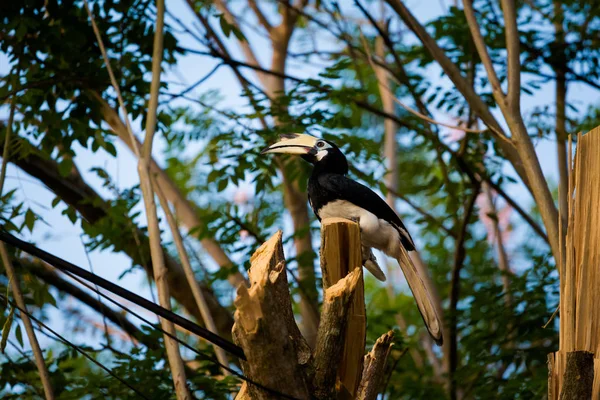Güzel papağan kartallar Malezya Pangkor adada besleme. Güney Doğu Asya yaban hayatı kuş.