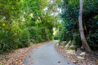 Orman trekking yol Teluk alanında Beach Malezya Pangkor adada. Vahşi ormanda Güney Doğu Asya.