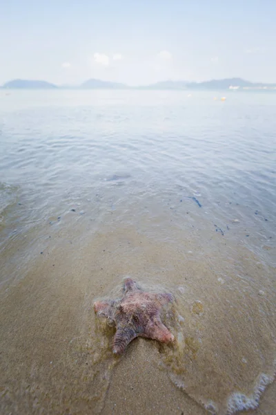 マレーシアのパンコール島テロク ダラーム ビーチのヒトデ 東南アジアで撮影した美しい海の野生動物 — ストック写真