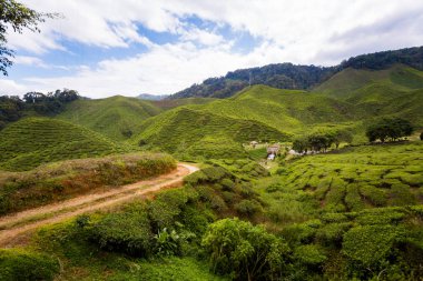 Bharat çay plantasyon Cameron Highlands Dağları Milli Parkı Malezya'nda üzerinde gerçekleştirilen güzel manzara. Güney Doğu Asya'nın tarım.