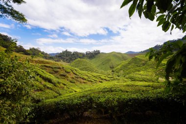 Bharat çay plantasyon Cameron Highlands Dağları Milli Parkı Malezya'nda üzerinde gerçekleştirilen güzel manzara. Güney Doğu Asya'nın tarım.