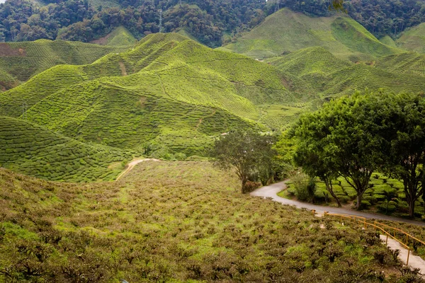 马来西亚国家公园的金马伦高原上的印度茶叶种植园的美丽风景 东南亚农业 — 图库照片