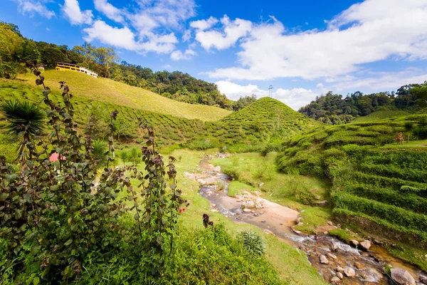 马来西亚国家公园的金马伦高原上的印度茶叶种植园的美丽风景 东南亚农业 — 图库照片