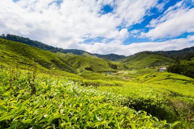 Bharat çay plantasyon Cameron Highlands Dağları Milli Parkı Malezya'nda üzerinde gerçekleştirilen güzel manzara. Güney Doğu Asya'nın tarım.