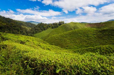 Bharat çay plantasyon Cameron Highlands Dağları Milli Parkı Malezya'nda üzerinde gerçekleştirilen güzel manzara. Güney Doğu Asya'nın tarım.