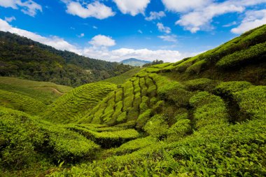 Bharat çay plantasyon Cameron Highlands Dağları Milli Parkı Malezya'nda üzerinde gerçekleştirilen güzel manzara. Güney Doğu Asya'nın tarım.