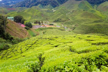 Bharat çay plantasyon Cameron Highlands Dağları Milli Parkı Malezya'nda üzerinde gerçekleştirilen güzel manzara. Güney Doğu Asya'nın tarım.