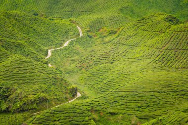 Bharat çay plantasyon Cameron Highlands Dağları Milli Parkı Malezya'nda üzerinde gerçekleştirilen güzel manzara. Güney Doğu Asya'nın tarım.