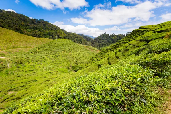 Красивый Ландшафт Чайной Плантации Бхарат Горах Кэмерон Хайлендс Национальном Парке — стоковое фото