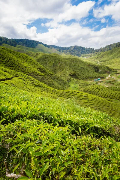 Bharat çay plantasyon Cameron Highlands Dağları Milli Parkı Malezya'nda üzerinde gerçekleştirilen güzel manzara. Güney Doğu Asya'nın tarım.
