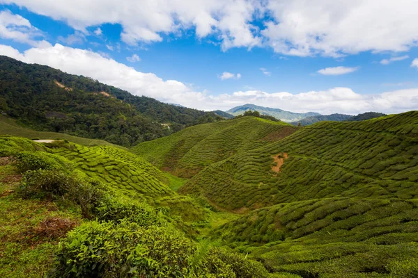 キャメロンハイランド マレーシアの国立公園山中のバーラト茶畑で撮影した美しい風景です 東南アジアの農業 — ストック写真
