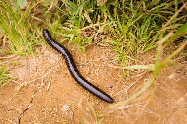 Rieseninsektenwurm Auf Der Bharat Teeplantage Hochland Von Kamerun Malaysischen Nationalpark — Stockfoto