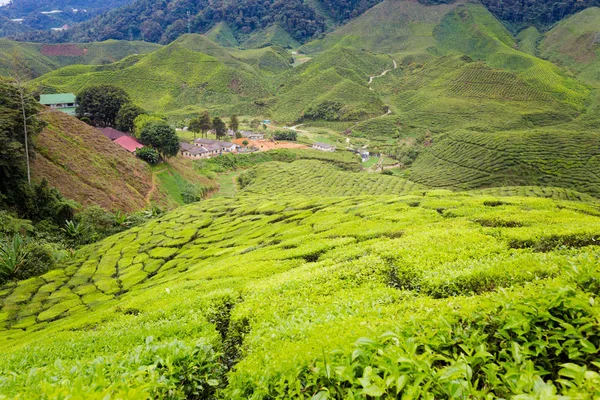 马来西亚国家公园的金马伦高原上的印度茶叶种植园的美丽风景 东南亚农业 — 图库照片