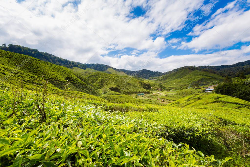 Beautiful landscape taken on Bharat tea plantation in Cameron Highlands mountains in national park in Malaysia. Agriculture of south east Asia.
