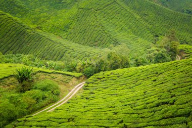 Güzel manzara Boh çay plantasyon Cameron Highlands Dağları Milli Parkı Malezya'nda üzerinde gerçekleştirilen. Güney Doğu Asya'nın tarım.