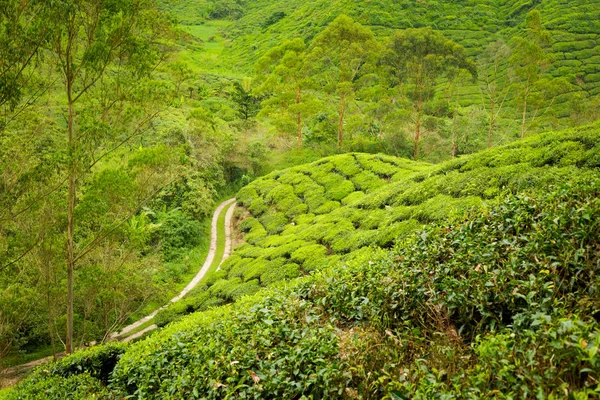 キャメロンハイランド マレーシアの国立公園山中の Boh 茶農園で撮影した美しい風景です 東南アジアの農業 — ストック写真