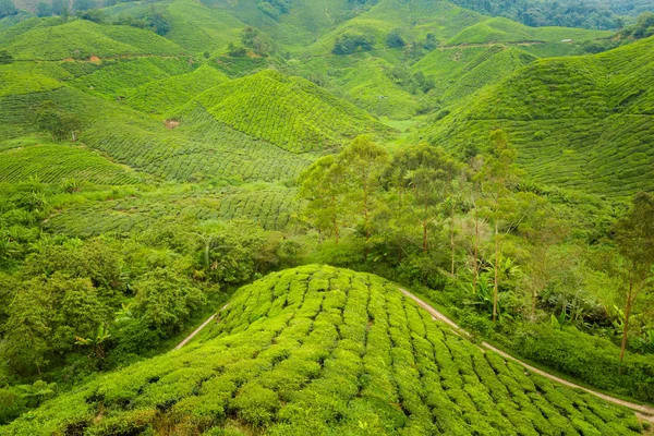 Beautiful landscape taken on Boh tea plantation in Cameron Highlands mountains in national park in Malaysia. Agriculture of south east Asia.