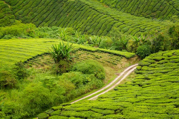 キャメロンハイランド マレーシアの国立公園山中の Boh 茶農園で撮影した美しい風景です 東南アジアの農業 — ストック写真