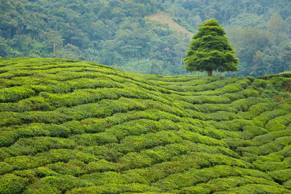 キャメロンハイランド マレーシアの国立公園山中の Boh 茶農園で撮影した美しい風景です 東南アジアの農業 — ストック写真