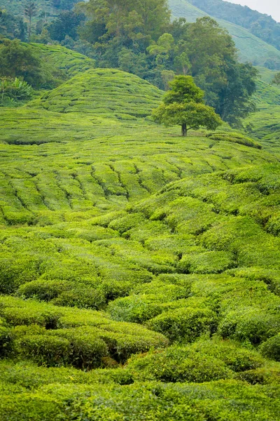 Wunderschöne Landschaft Aufgenommen Auf Einer Boh Teeplantage Hochland Von Kamerun — Stockfoto