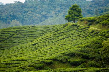 Güzel manzara Boh çay plantasyon Cameron Highlands Dağları Milli Parkı Malezya'nda üzerinde gerçekleştirilen. Güney Doğu Asya'nın tarım.