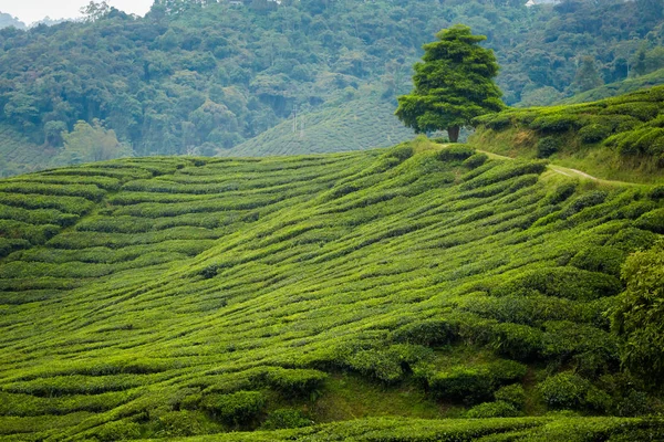 Пейзаж Сделанный Чайной Плантации Камероновском Нагорье Национальном Парке Малайзии Сельское — стоковое фото