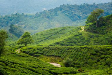 Güzel manzara Boh çay plantasyon Cameron Highlands Dağları Milli Parkı Malezya'nda üzerinde gerçekleştirilen. Güney Doğu Asya'nın tarım.