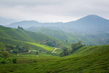 Güzel manzara Boh çay plantasyon Cameron Highlands Dağları Milli Parkı Malezya'nda üzerinde gerçekleştirilen. Güney Doğu Asya'nın tarım.