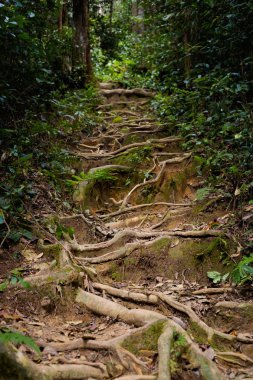 Gunung Jasdar Cameron Highlands Dağları Milli Parkı Malezya'nda yürüyüş sırasında alınan güzel manzara. Güney Doğu Asya seyahat.