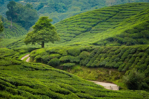 Güzel Manzara Boh Çay Plantasyon Cameron Highlands Dağları Milli Parkı — Stok fotoğraf