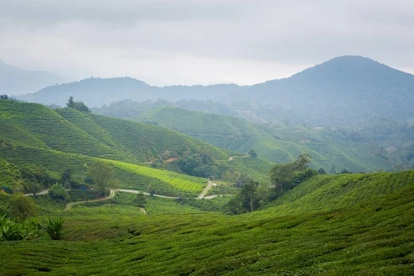 在马来西亚国家公园的金马伦高原山上 Boh 茶园的美丽风景 东南亚农业 — 图库照片