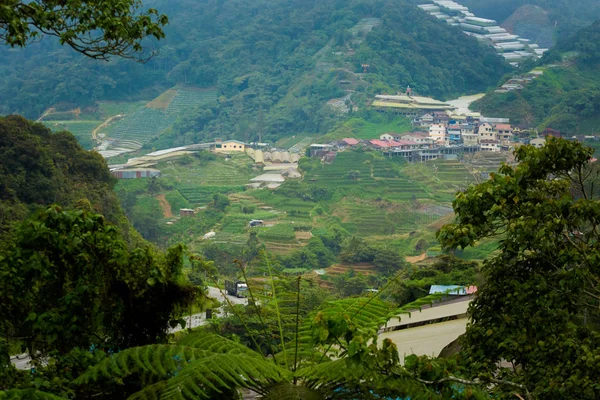 在马来西亚国家公园的金马伦高原山上 Boh 茶园的美丽风景 东南亚农业 — 图库照片