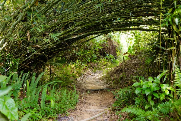Gunung Jasdar Cameron Highlands Dağları Milli Parkı Malezya'nda yürüyüş sırasında alınan güzel manzara. Güney Doğu Asya seyahat.