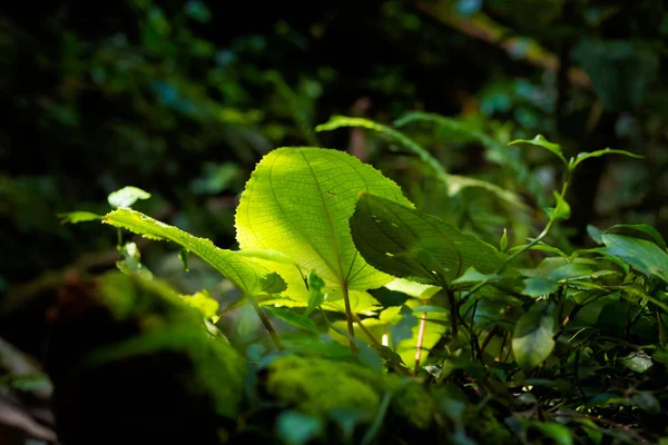 美しい植物のクローズ アップ グヌン Jasdar キャメロン ハイランド山中マレーシアの国立公園でのトレッキング中に撮影します 東南アジアの植物相 — ストック写真