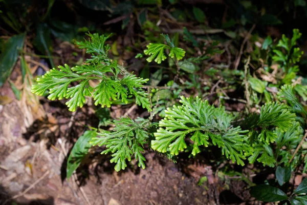 Güzel Bitki Closeup Gunung Jasdar Cameron Highlands Dağları Milli Parkı — Stok fotoğraf